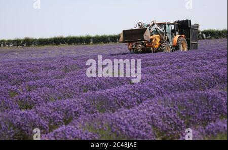 Heacham, Regno Unito. 24 Giugno 2020. La raccolta è in corso della bella lavanda viola coltivata a Norfolk Lavender, Heacham, Norfolk. Credit: Paul Marriott/Alamy Live News Foto Stock