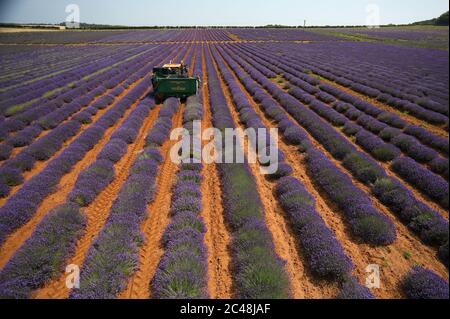 Heacham, Regno Unito. 24 Giugno 2020. La raccolta è in corso della bella lavanda viola coltivata a Norfolk Lavender, Heacham, Norfolk. Credit: Paul Marriott/Alamy Live News Foto Stock