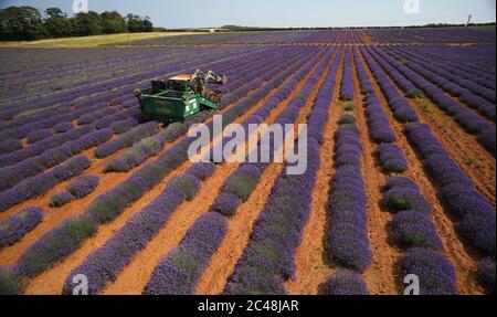 Heacham, Regno Unito. 24 Giugno 2020. La raccolta è in corso della bella lavanda viola coltivata a Norfolk Lavender, Heacham, Norfolk. Credit: Paul Marriott/Alamy Live News Foto Stock