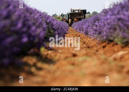 Heacham, Regno Unito. 24 Giugno 2020. La raccolta è in corso della bella lavanda viola coltivata a Norfolk Lavender, Heacham, Norfolk. Credit: Paul Marriott/Alamy Live News Foto Stock