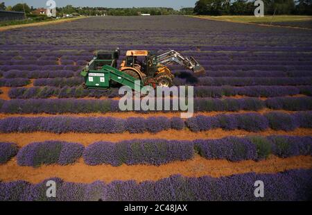 Heacham, Regno Unito. 24 Giugno 2020. La raccolta è in corso della bella lavanda viola coltivata a Norfolk Lavender, Heacham, Norfolk. Credit: Paul Marriott/Alamy Live News Foto Stock