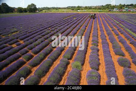 Heacham, Regno Unito. 24 Giugno 2020. La raccolta è in corso della bella lavanda viola coltivata a Norfolk Lavender, Heacham, Norfolk. Credit: Paul Marriott/Alamy Live News Foto Stock
