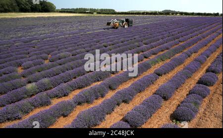 Heacham, Regno Unito. 24 Giugno 2020. La raccolta è in corso della bella lavanda viola coltivata a Norfolk Lavender, Heacham, Norfolk. Credit: Paul Marriott/Alamy Live News Foto Stock