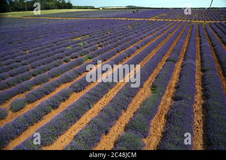 Heacham, Regno Unito. 24 Giugno 2020. La raccolta è in corso della bella lavanda viola coltivata a Norfolk Lavender, Heacham, Norfolk. Credit: Paul Marriott/Alamy Live News Foto Stock