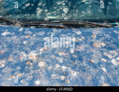 Escrementi di uccelli in auto parcheggiata sotto un albero Foto Stock