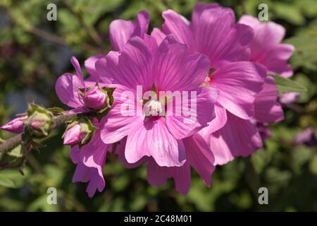 Comune, malva Malva Sylvestris Foto Stock