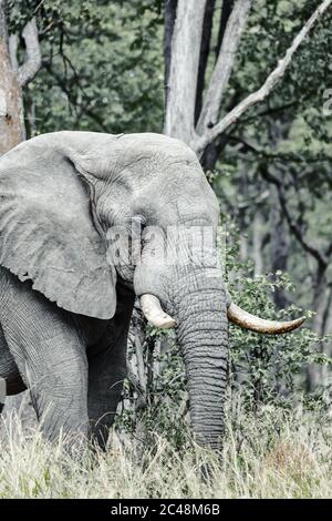 Maestose dell' elefante africano in Moremi Game Reserve, Safari Botswana - LA FAUNA Foto Stock