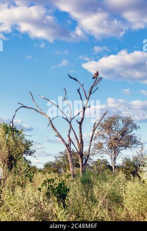 Bruno eagle (Aquila rapax), grande rapace dell habitat naturale Moremi Game Reserve, Botswana Africa safari wildlife Foto Stock