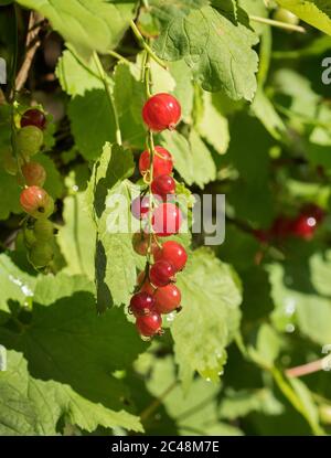 Il ribes rosso, o ribes rosso, Ribes rubrum, bacche mature su arbusto Foto Stock