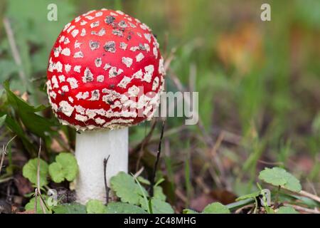 Mosca agarica (Amanita muscaria) che cresce in erba Foto Stock