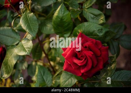 Nel giardino, tra le foglie verdi crescono rigogliose rosa fiore rosso. Foto Stock