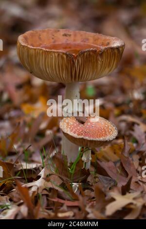 Due agarici a mosca (Amanita muscaria) in foglie morte dopo una pioggia, una che tiene l'acqua come un calice naturale Foto Stock