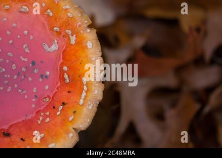 Vista dall'alto tagliata del cappuccio bagnato di una mosca agarica (Amanita muscaria) dopo la pioggia Foto Stock