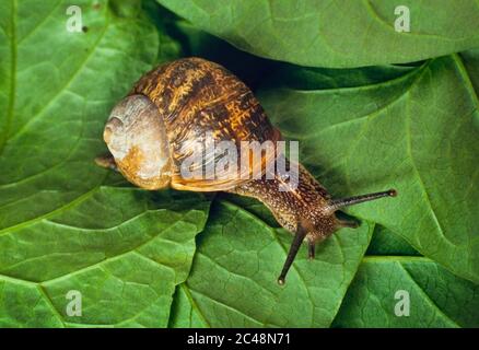 Lumaca giardino su foglia, Cornu asperum Foto Stock