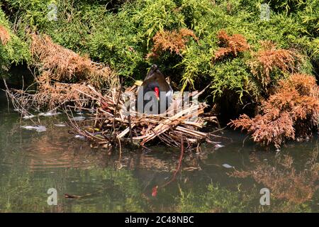 Brodare comune moorhen (gallinula cloropus) Foto Stock