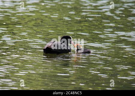 Piede eurasiatico adulto (Fulica atra) che alimenta il pulcino in acqua Foto Stock