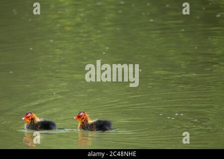 Due pulcini comuni (Fulica atra) che nuotano in acqua Foto Stock