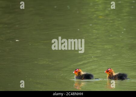 Due pulcini comuni (Fulica atra) che nuotano in acqua Foto Stock