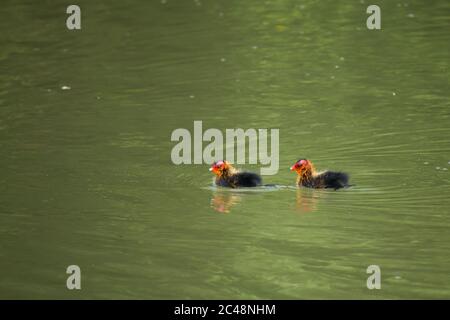 Due pulcini comuni (Fulica atra) che nuotano in acqua Foto Stock