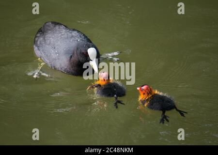 Piede eurasiatico adulto (Fulica atra) che alimenta i giovani in acqua Foto Stock