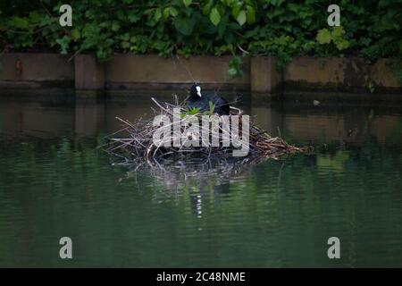 Coot eurasiatico adulto (Fulica atra) rosticciando Foto Stock