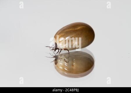 Tick di fagioli di ricino, inginzito con un pasto di sangue, strisciando su una superficie riflettente Foto Stock