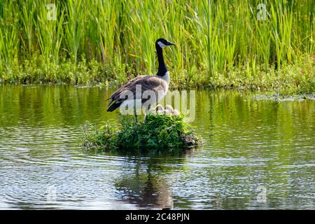 Canada Goose sul suo nido con due pulcini recentemente hatched, UN nido costruito sull'acqua, i gossings gialli morbidi Foto Stock