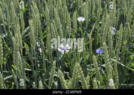 Campo di fiori di mais nella campagna austriaca Foto Stock