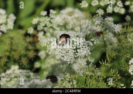 Bug dorato su un fiore bianco nel mezzo di un bel campo di fiori verdi in austria Foto Stock