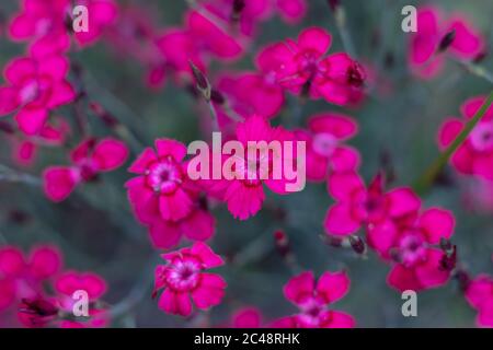 Dianthus deltoides, il rosa da nubile - fiori rosa nel giardino Foto Stock