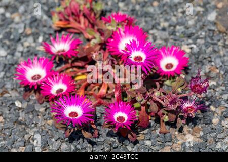 Fiori dai colori vivaci di Cleretum bellidiforme (Livingstone daisy), ex nomi Mesembryanthemum criniflorum e Dorotheanthus bellidiformis Foto Stock