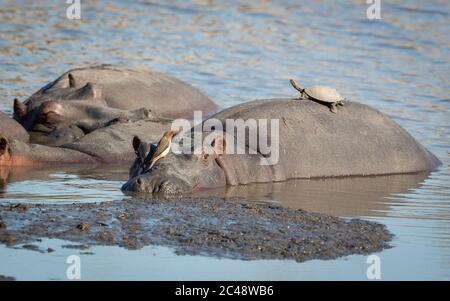 Cialde di ippopotami che riposano in acqua con un ippopotamo che guarda l'allarme con l'ossecker rosso-fatturato seduto sul suo viso e un terrapin seduto sulla sua schiena a Kruger Foto Stock