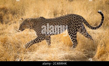 Donna di leopardo adulta che cammina attraverso l'erba secca gialla con la coda arricciata in su in Samburu Kenia Foto Stock