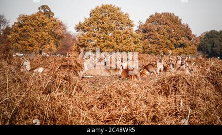 Mandria di cervi rossi che riposano su erba secca nel Bushy Park di Londra Foto Stock