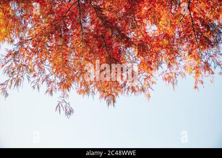 Foglie autunnali contro un cielo senza nuvole per uso di fondo Foto Stock