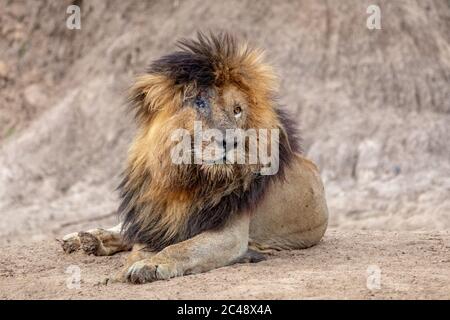 Il leone maschio ha chiamato Scar a causa del suo occhio danneggiato che giace sulla sabbia dal fiume Mara in Masai Mara Kenya Foto Stock