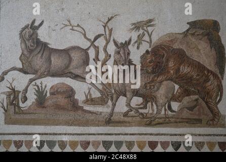 Mosaico romano risalente alla metà del II secolo DC ospitato Il Museo Archeologico. Raffigura una tigre che attacca due onagers.El Jem, Tunisia Foto Stock