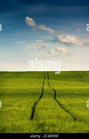 Tracce in un campo di grano, Puy de Dome, Auvergne-Rhone-Alpes, Francia Foto Stock