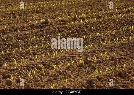 Giovani raccolti di mais, Puy de Dome, Auvergne-Rhone-Alpes, Francia Foto Stock