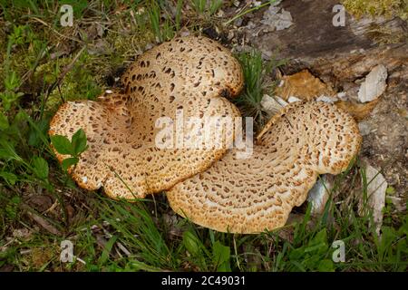 Primo piano di un fungo di staffa di basidiomicete chiamato anche Polyporus squamosus, la sella di Dryad, il fungo posteriore di Pheasant o Schuppig Stielporling Foto Stock