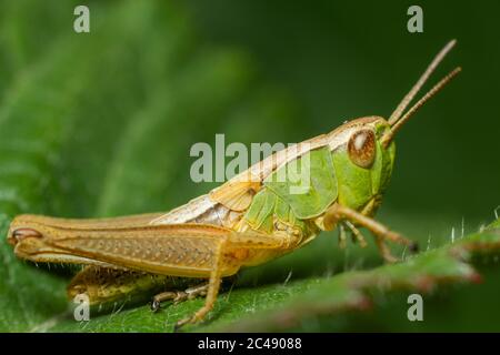 Profilo di Grasshopper inclinato su foglia a Surrey, Regno Unito Foto Stock