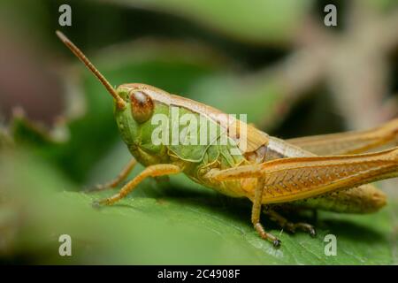 Profilo di Grasshopper inclinato su foglia a Surrey, Regno Unito Foto Stock