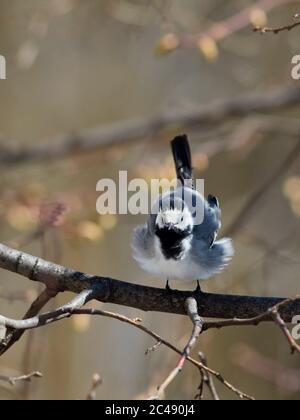 Coda di rondine bianca (Motacilla alba) rovina le sue piume mentre perching su un ramo dell'albero. Mosca, Russia. Foto Stock