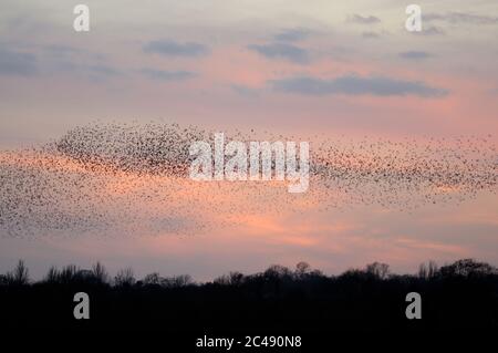 Starling Murmination, Suffolk, Regno Unito Foto Stock