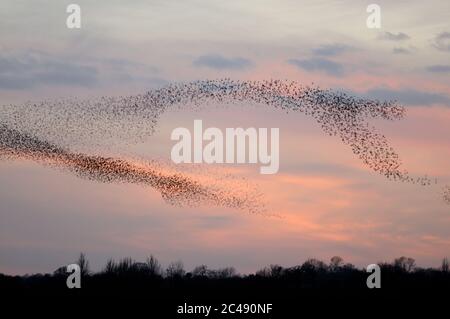 Murmurazione dello Starling, Suffolk Foto Stock