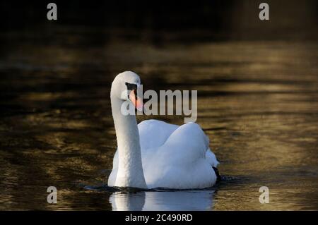 Mute Swan, Cygnus olor, adulto, fiume Little Ouse, Suffolk Foto Stock