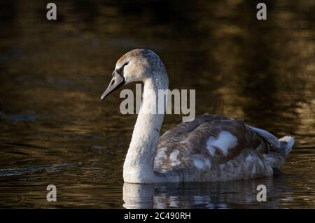 Mute Swan, Cygnus olor, giovanile, fiume Little Ouse, Suffolk Foto Stock