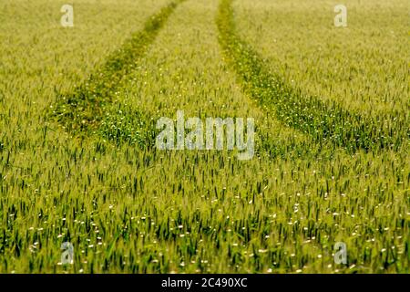 Tracce in un campo di grano, Puy de Dome, Auvergne-Rhone-Alpes, Francia Foto Stock