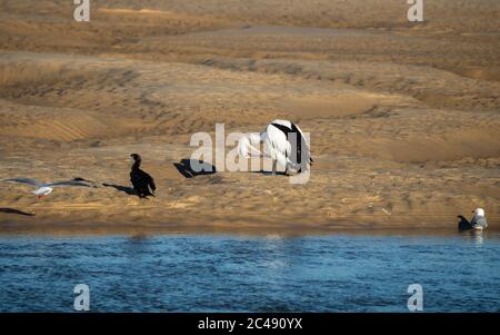 Un gregge dispari di uccelli, un Pelican australiano ed è piccoli amici, un cormorano nero e due gabbiani su una spiaggia sabbiosa bagnata vicino all'acqua di mare Foto Stock