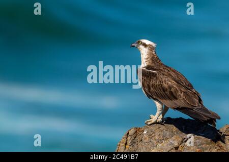 Falco pescatore orientale (Pandion cristatate) su roccia che domina il mare. Cabarita Beach, NSW, Australia Foto Stock